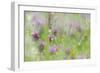 Red Clover (Trifolium pratense) flowering, growing in wildflower meadow, Blithfield, Staffordshire-Andrew Mason-Framed Photographic Print