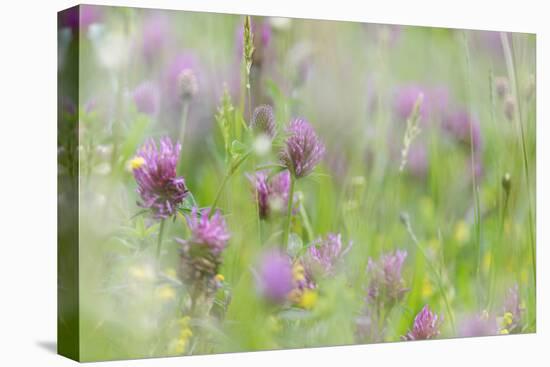 Red Clover (Trifolium pratense) flowering, growing in wildflower meadow, Blithfield, Staffordshire-Andrew Mason-Stretched Canvas