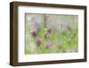 Red Clover (Trifolium pratense) flowering, growing in wildflower meadow, Blithfield, Staffordshire-Andrew Mason-Framed Photographic Print