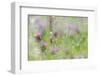 Red Clover (Trifolium pratense) flowering, growing in wildflower meadow, Blithfield, Staffordshire-Andrew Mason-Framed Photographic Print