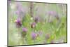 Red Clover (Trifolium pratense) flowering, growing in wildflower meadow, Blithfield, Staffordshire-Andrew Mason-Mounted Photographic Print