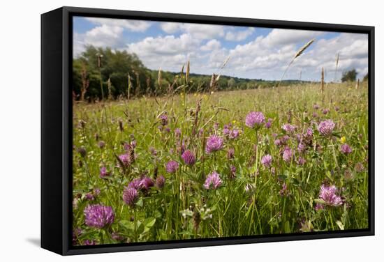 Red Clover {Trifolium Pratense} Flowering in Hay Meadow at Denmark Farm, Lampeter, Wales, UK. June-Ross Hoddinott-Framed Stretched Canvas