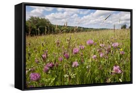 Red Clover {Trifolium Pratense} Flowering in Hay Meadow at Denmark Farm, Lampeter, Wales, UK. June-Ross Hoddinott-Framed Stretched Canvas