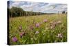 Red Clover {Trifolium Pratense} Flowering in Hay Meadow at Denmark Farm, Lampeter, Wales, UK. June-Ross Hoddinott-Stretched Canvas