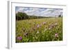 Red Clover {Trifolium Pratense} Flowering in Hay Meadow at Denmark Farm, Lampeter, Wales, UK. June-Ross Hoddinott-Framed Photographic Print
