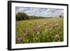 Red Clover {Trifolium Pratense} Flowering in Hay Meadow at Denmark Farm, Lampeter, Wales, UK. June-Ross Hoddinott-Framed Photographic Print