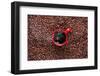 Red Coffee Cup-Steve Gadomski-Framed Photographic Print