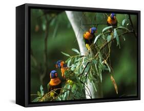 Red Collared Rainbow Lorikeets Flock in Tree, Western Australia-Tony Heald-Framed Stretched Canvas