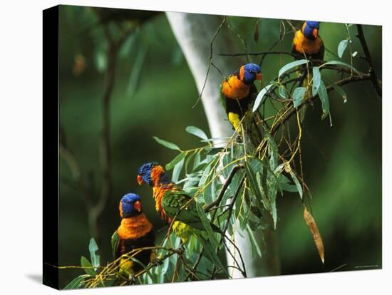 Red Collared Rainbow Lorikeets Flock in Tree, Western Australia-Tony Heald-Stretched Canvas