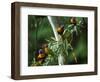 Red Collared Rainbow Lorikeets Flock in Tree, Western Australia-Tony Heald-Framed Premium Photographic Print