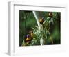 Red Collared Rainbow Lorikeets Flock in Tree, Western Australia-Tony Heald-Framed Premium Photographic Print