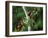 Red Collared Rainbow Lorikeets Flock in Tree, Western Australia-Tony Heald-Framed Photographic Print