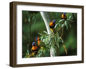 Red Collared Rainbow Lorikeets Flock in Tree, Western Australia-Tony Heald-Framed Photographic Print