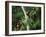 Red Collared Rainbow Lorikeets Flock in Tree, Western Australia-Tony Heald-Framed Photographic Print