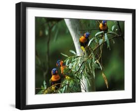 Red Collared Rainbow Lorikeets Flock in Tree, Western Australia-Tony Heald-Framed Photographic Print