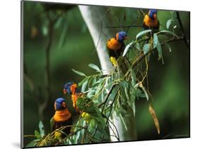 Red Collared Rainbow Lorikeets Flock in Tree, Western Australia-Tony Heald-Mounted Photographic Print