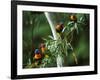 Red Collared Rainbow Lorikeets Flock in Tree, Western Australia-Tony Heald-Framed Photographic Print