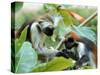 Red Colubus Monkeys Sitting in Tree Sharing Food-Carlo Bavagnoli-Stretched Canvas