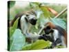 Red Colubus Monkeys Sitting in Tree Sharing Food-Carlo Bavagnoli-Stretched Canvas