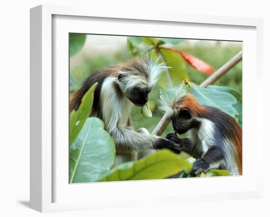 Red Colubus Monkeys Sitting in Tree Sharing Food-Carlo Bavagnoli-Framed Photographic Print