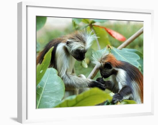 Red Colubus Monkeys Sitting in Tree Sharing Food-Carlo Bavagnoli-Framed Photographic Print