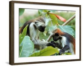 Red Colubus Monkeys Sitting in Tree Sharing Food-Carlo Bavagnoli-Framed Photographic Print