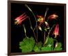 Red Columbine Garden Wildflowers-null-Framed Premium Giclee Print