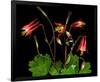 Red Columbine Garden Wildflowers-null-Framed Premium Giclee Print