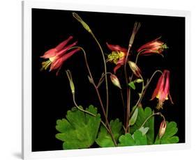 Red Columbine Garden Wildflowers-null-Framed Premium Giclee Print