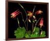 Red Columbine Garden Wildflowers-null-Framed Premium Giclee Print