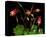 Red Columbine Garden Wildflowers-null-Stretched Canvas