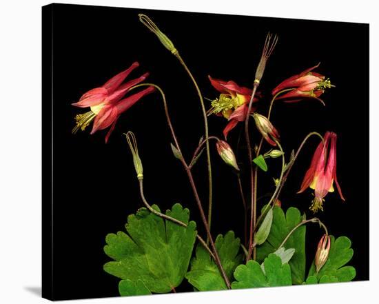 Red Columbine Garden Wildflowers-null-Stretched Canvas