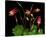 Red Columbine Garden Wildflowers-null-Stretched Canvas