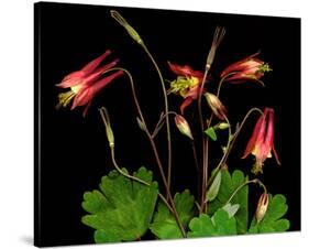 Red Columbine Garden Wildflowers-null-Stretched Canvas