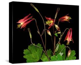 Red Columbine Garden Wildflowers-null-Stretched Canvas