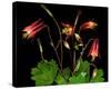 Red Columbine Garden Wildflowers-null-Stretched Canvas