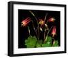 Red Columbine Garden Wildflowers-null-Framed Art Print