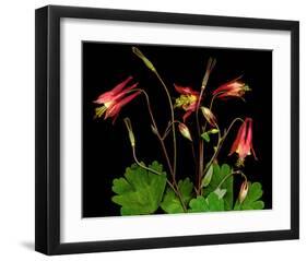 Red Columbine Garden Wildflowers-null-Framed Art Print