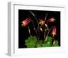 Red Columbine Garden Wildflowers-null-Framed Art Print