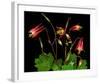Red Columbine Garden Wildflowers-null-Framed Art Print