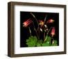 Red Columbine Garden Wildflowers-null-Framed Art Print