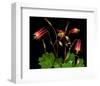 Red Columbine Garden Wildflowers-null-Framed Art Print