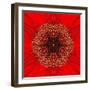 Red Concentric Flower Center: Mandala Kaleidoscopic Design-tr3gi-Framed Art Print