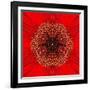 Red Concentric Flower Center: Mandala Kaleidoscopic Design-tr3gi-Framed Art Print