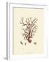 Red Coral I-null-Framed Art Print