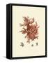 Red Coral III-null-Framed Stretched Canvas