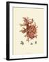 Red Coral III-null-Framed Art Print