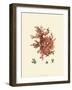 Red Coral III-null-Framed Art Print