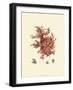 Red Coral III-null-Framed Art Print