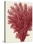 Red Corals 2 a-Fab Funky-Stretched Canvas